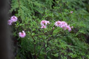 Wild Azalea