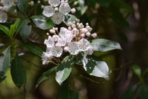 Mountain Laurel