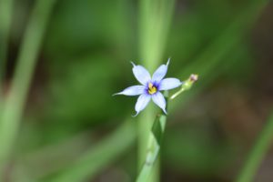 Pointed Blue Eyed Grass