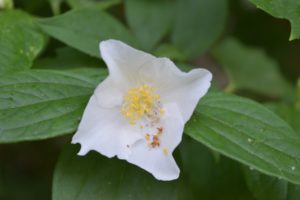 Alternate Leaf Dogwood