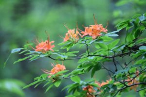 Flame Azalea