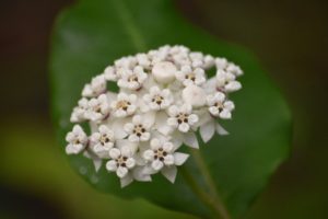 White Milkweed