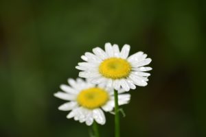 Oxeye Daisy