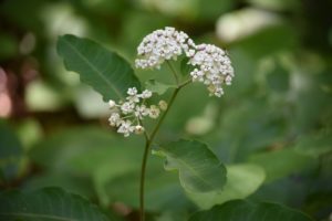 White Milkweed