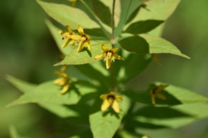Whorled Loosestrife