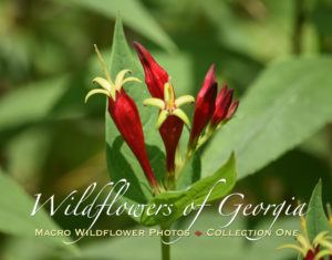 Macro Wildflower Calendar Collection One