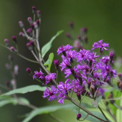 Tall Ironweed