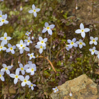 Bluets