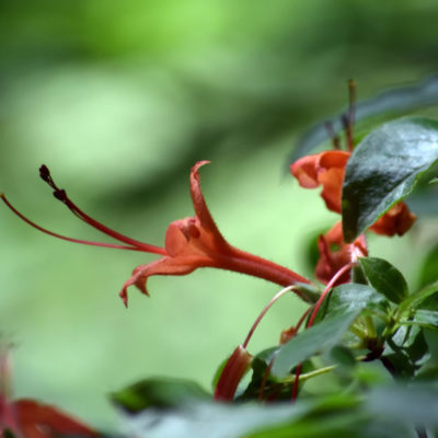 Flame Azalea