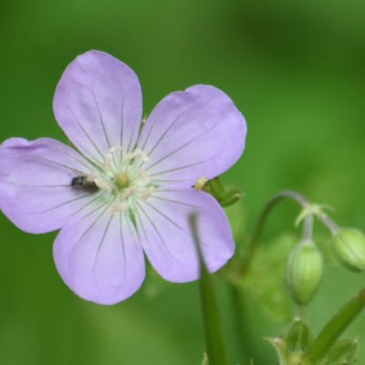 Wild Geranium