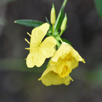 Evening Primrose