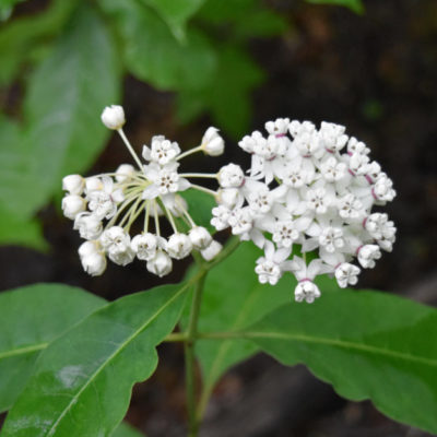 White Milkweed