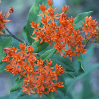 Butterfly Weed