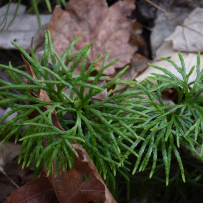 Southern Cedar Moss