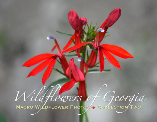 Macro Wildflower Photo Calendar Collection Two