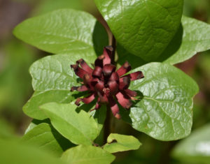 Carolina Allspice