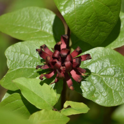 Carolina Allspice