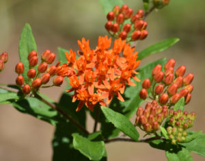 Butterfly Weed