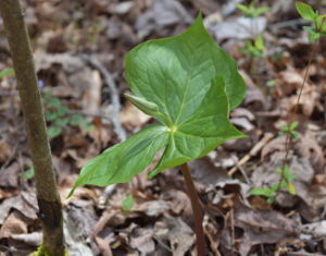 Purple Trillium