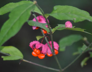 Leather Leaf Blood & Guts