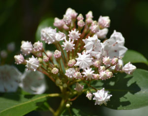 Mountain Laurel
