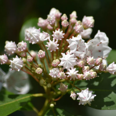 Mountain Laurel