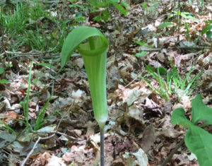 Jack-in-the-Pulpit