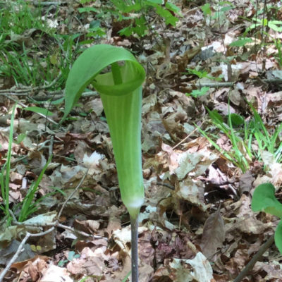 Jack-in-the-Pulpit
