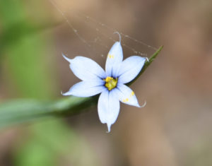 Pointed Blue Eyed Grass