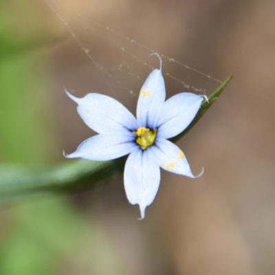 Pointed Blue Eyed Grass