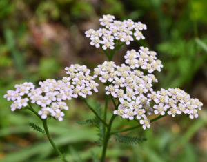 Yarrow
