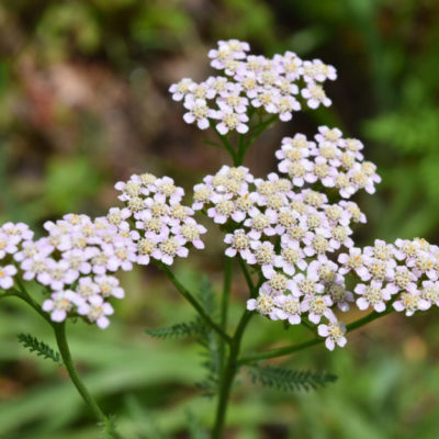 Yarrow