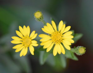 Golden Aster