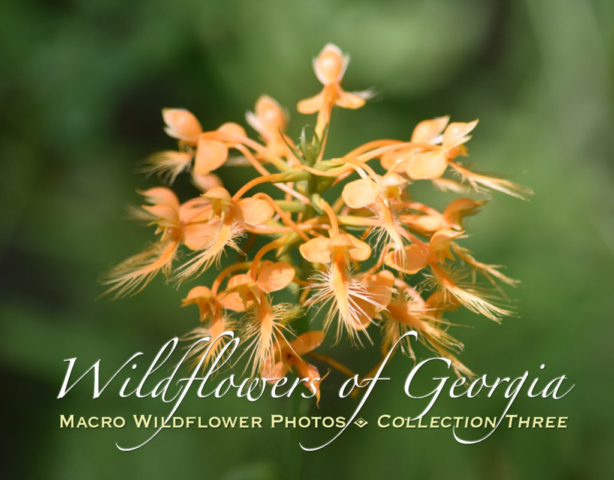Macro Wildflower Photo Calendar Collection Three