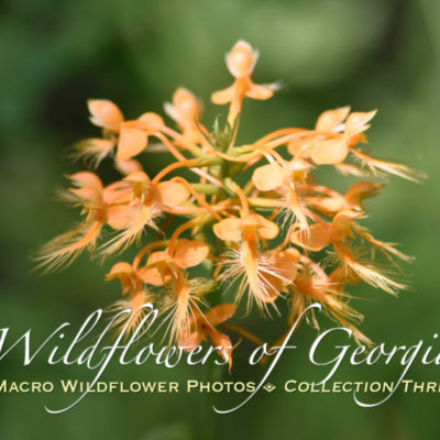 Orange Fringed Orchid