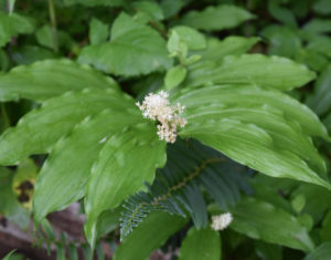 False Solomon's Seal