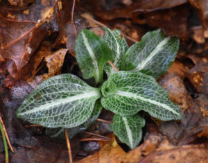 Rattlesnake Plantain