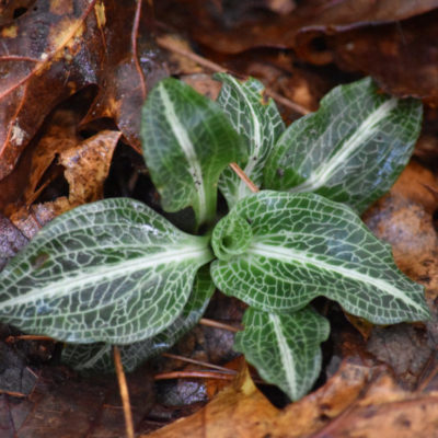 Rattlesnake Plantain