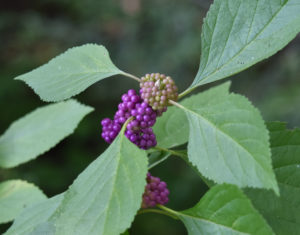 American Beauty Bush