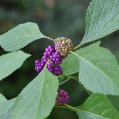 American Beauty Bush