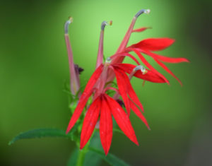 Cardinal Flower