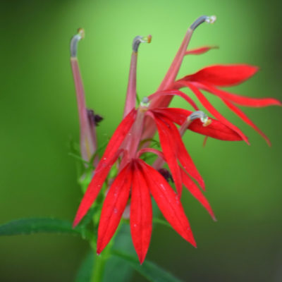 Cardinal Flower