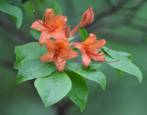 Flame Azalea