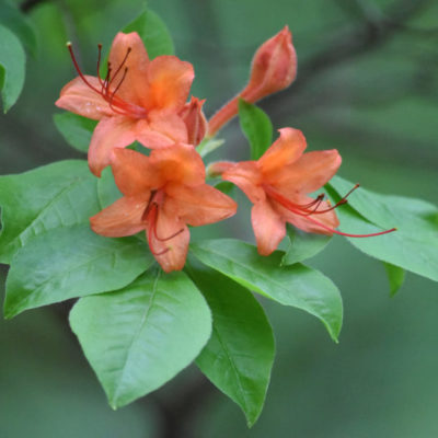 Flame Azalea