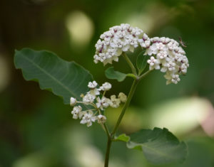 White Milkweed