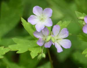 Wild Geranium