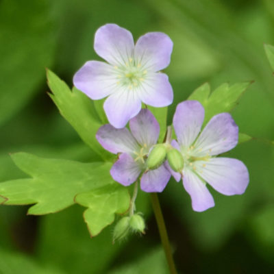 Wild Geranium