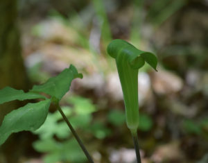 Jack-in-the-Pulpit