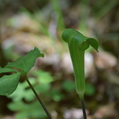 Jack-in-the-Pulpit