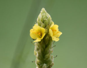 Common Mullein